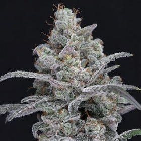 Chimera Crasher > Pure Instinto